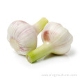 Buy Organic Culinary Garlic Low Price